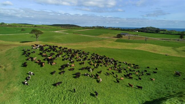 Dairy farm in NZ no caption